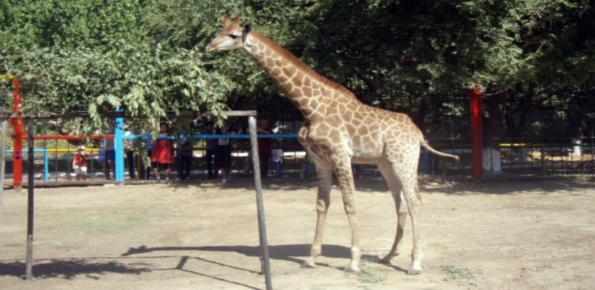 Shymkent Zoo